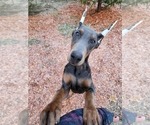 Small Photo #5 Doberman Pinscher Puppy For Sale in DAMASCUS, OR, USA