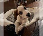 Small #1 Great Pyrenees Mix