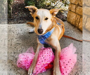 Blondie - Female Labrador Retriever-Unknown Mix Dog for Adoption - Photo #7