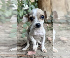 Chihuahua Dogs for adoption in Marina Del Rey, CA, USA