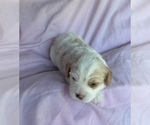 Small #3 Cavapoo