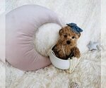Image preview for Ad Listing. Nickname: Poodles