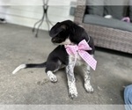 Small #5 Australian Shepherd-Saint Bernard Mix