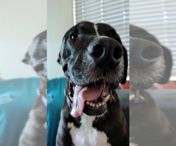 Medium Photo #11 Great Dane-Labrador Retriever Mix Puppy For Sale in Bullard, TX, USA