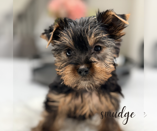 Medium Photo #6 Yorkshire Terrier Puppy For Sale in ADDISON, IL, USA