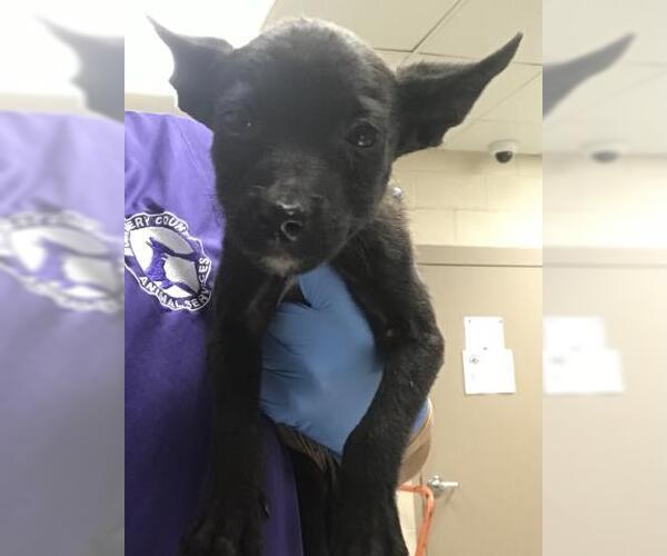 Medium Photo #1 German Shepherd Dog-Unknown Mix Puppy For Sale in Conroe, TX, USA