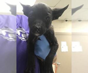 German Shepherd Dog-Unknown Mix Dogs for adoption in Conroe, TX, USA