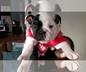 English Bulldog Puppy for sale in BAYVILLE, NJ, USA
