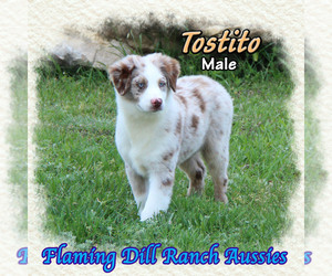 Miniature Australian Shepherd Puppy for sale in FORESTBURG, TX, USA