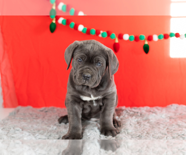 Medium Photo #1 Cane Corso Puppy For Sale in BOURBON, IN, USA