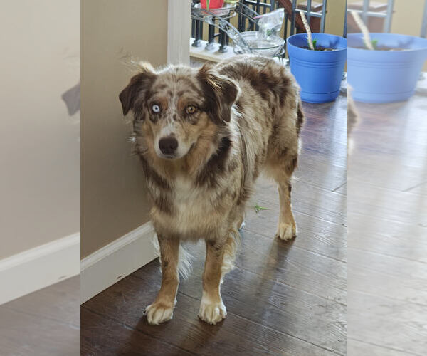 Medium Photo #1 Australian Shepherd Puppy For Sale in WAKARUSA, KS, USA
