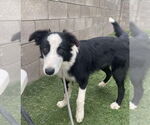 Small #3 Border Collie Mix