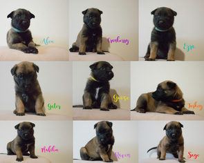 Belgian Malinois Puppy for sale in CIRCLEVILLE, OH, USA