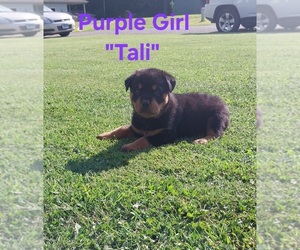 Rottweiler Puppy for sale in DANVILLE, IL, USA