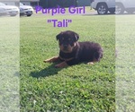 Image preview for Ad Listing. Nickname: Litter of 5