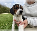 Small Photo #13 Beagle Puppy For Sale in NEW VIENNA, IA, USA