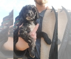 Poodle (Standard) Puppy for sale in RAYLE, GA, USA