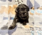 Puppy 2 Schnoodle (Miniature)