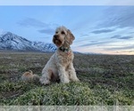 Small Photo #1 Australian Labradoodle Puppy For Sale in MONA, UT, USA