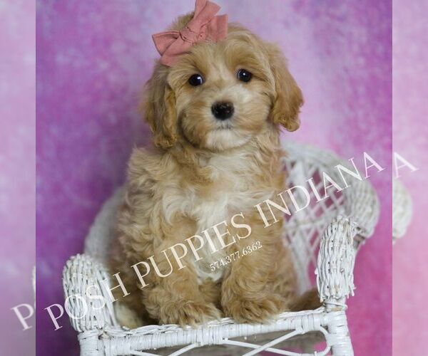 Medium Photo #1 Maltipoo Puppy For Sale in WARSAW, IN, USA