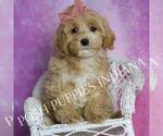 Small Maltipoo
