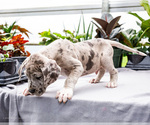 Small #19 Great Dane