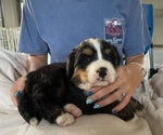 Small Photo #4 Bernese Mountain Dog Puppy For Sale in BERLIN, NJ, USA