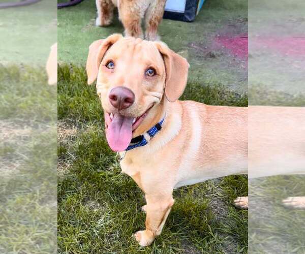 Medium Photo #48 Labrador Retriever-Unknown Mix Puppy For Sale in New York, NY, USA