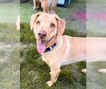 Small #47 Labrador Retriever Mix