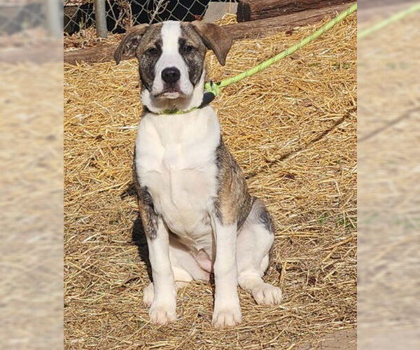 Medium Photo #1 Bulldog-Unknown Mix Puppy For Sale in Wetumpka, AL, USA
