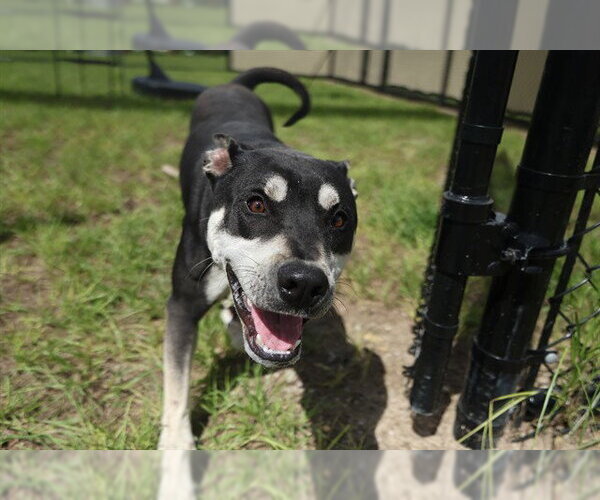 Medium Photo #2 American Pit Bull Terrier Puppy For Sale in Ocala, FL, USA