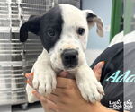 Small #4 Labrador Retriever Mix