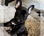 Small Photo #26 French Bulldog Puppy For Sale in GIG HARBOR, WA, USA