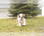 Small Photo #2 Bulldog Puppy For Sale in WARSAW, IN, USA