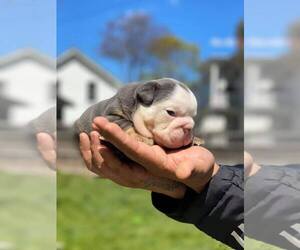 Bulldog Puppy for sale in BALDWIN, NY, USA