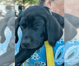 Medium Feist Terrier-Labrador Retriever Mix
