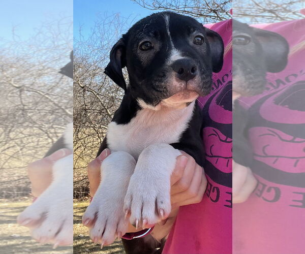 Medium Photo #4  Puppy For Sale in , 