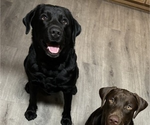 Father of the Labrador Retriever puppies born on 05/02/2025