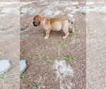 Small Photo #8 Bullmastiff Puppy For Sale in ELLABELL, GA, USA