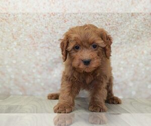 Goldendoodle (Miniature) Puppy for sale in MARIETTA, GA, USA