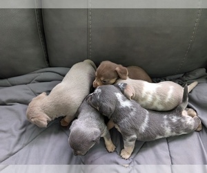 Chiweenie Puppy for Sale in CAMANO ISLAND, Washington USA