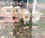 Small #16 Shih Tzu