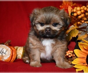 Shih Tzu Puppy for sale in HILLSVILLE, VA, USA