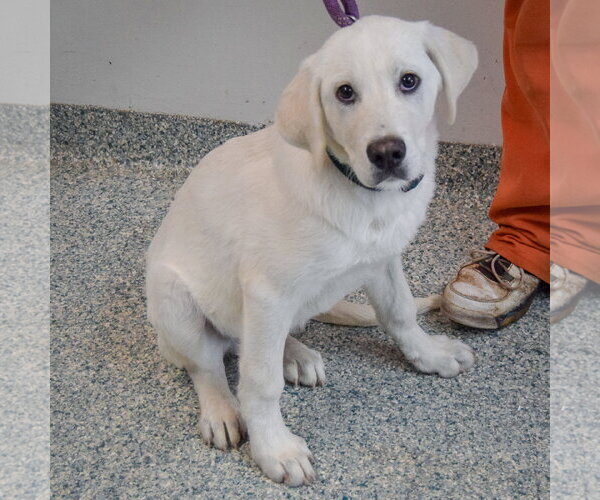 Medium Photo #3 Great Pyredane Puppy For Sale in Huntley, IL, USA