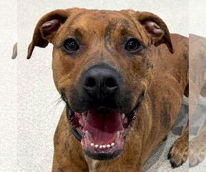 Boxer-Unknown Mix Dogs for adoption in Jefferson, WI, USA