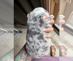 English Bulldog Puppy for sale in SEYMOUR, IN, USA