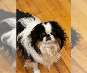 Father of the Japanese Chin puppies born on 12/04/2023