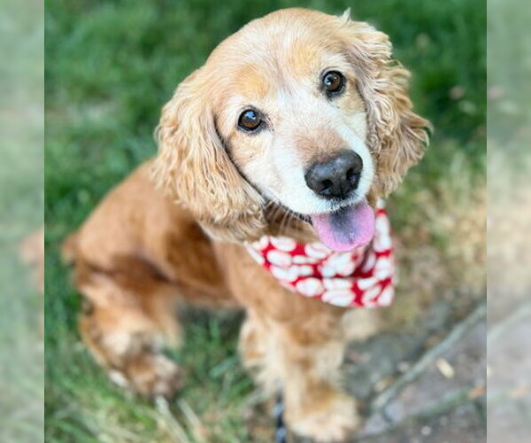Medium Photo #3 Cocker Spaniel Puppy For Sale in Arlington, VA, USA