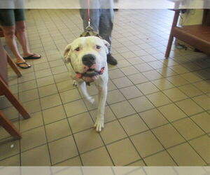 Mastiff-Unknown Mix Dogs for adoption in Ocala, FL, USA