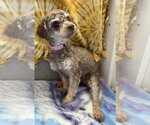 Small #5 Poodle (Miniature)